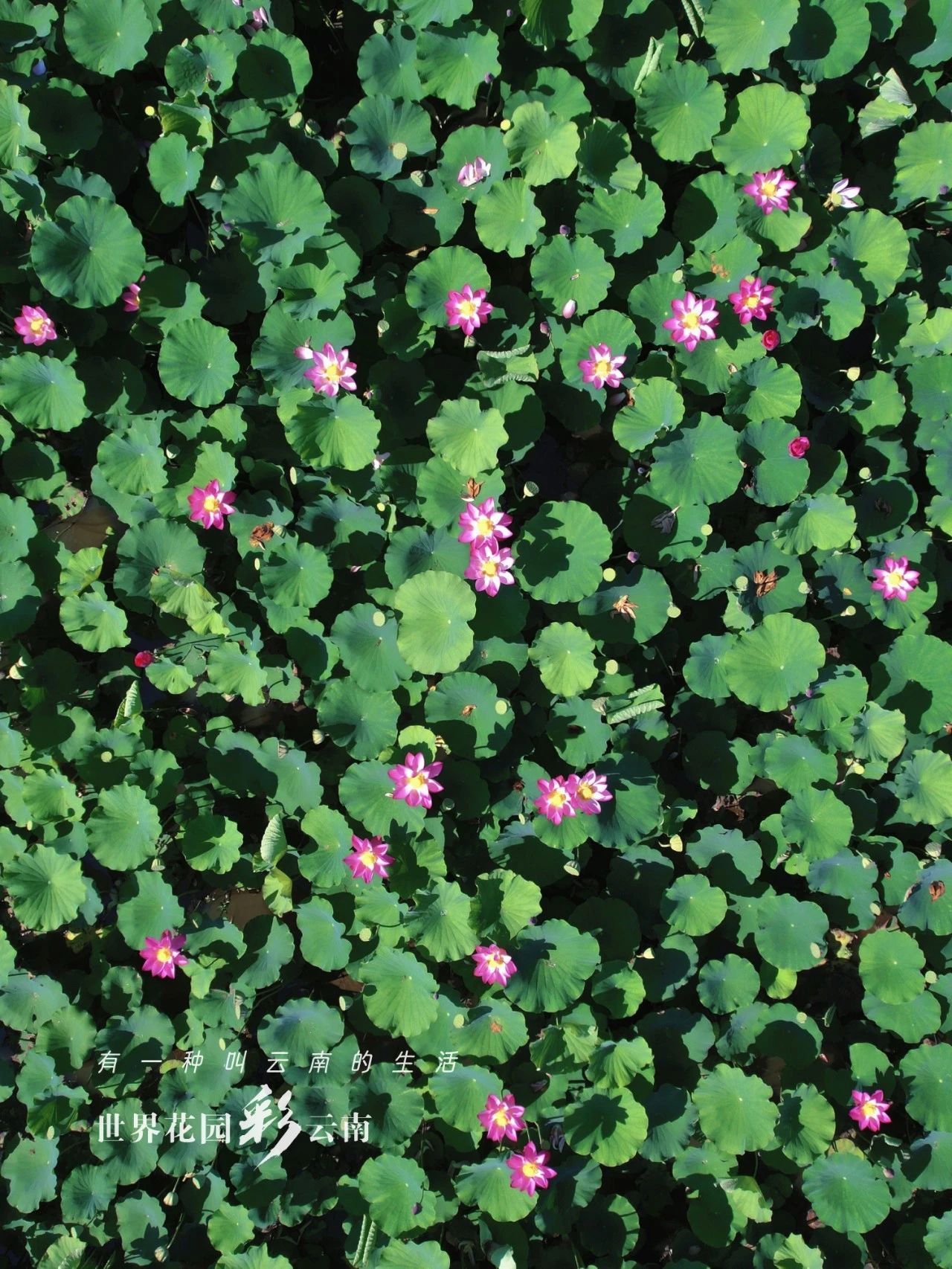 云南省文化和旅游厅