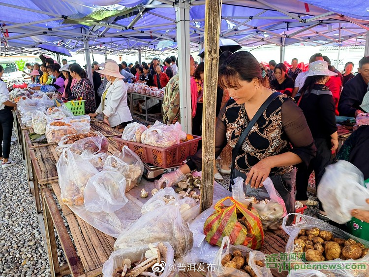 宁洱县：第一波野生菌上市