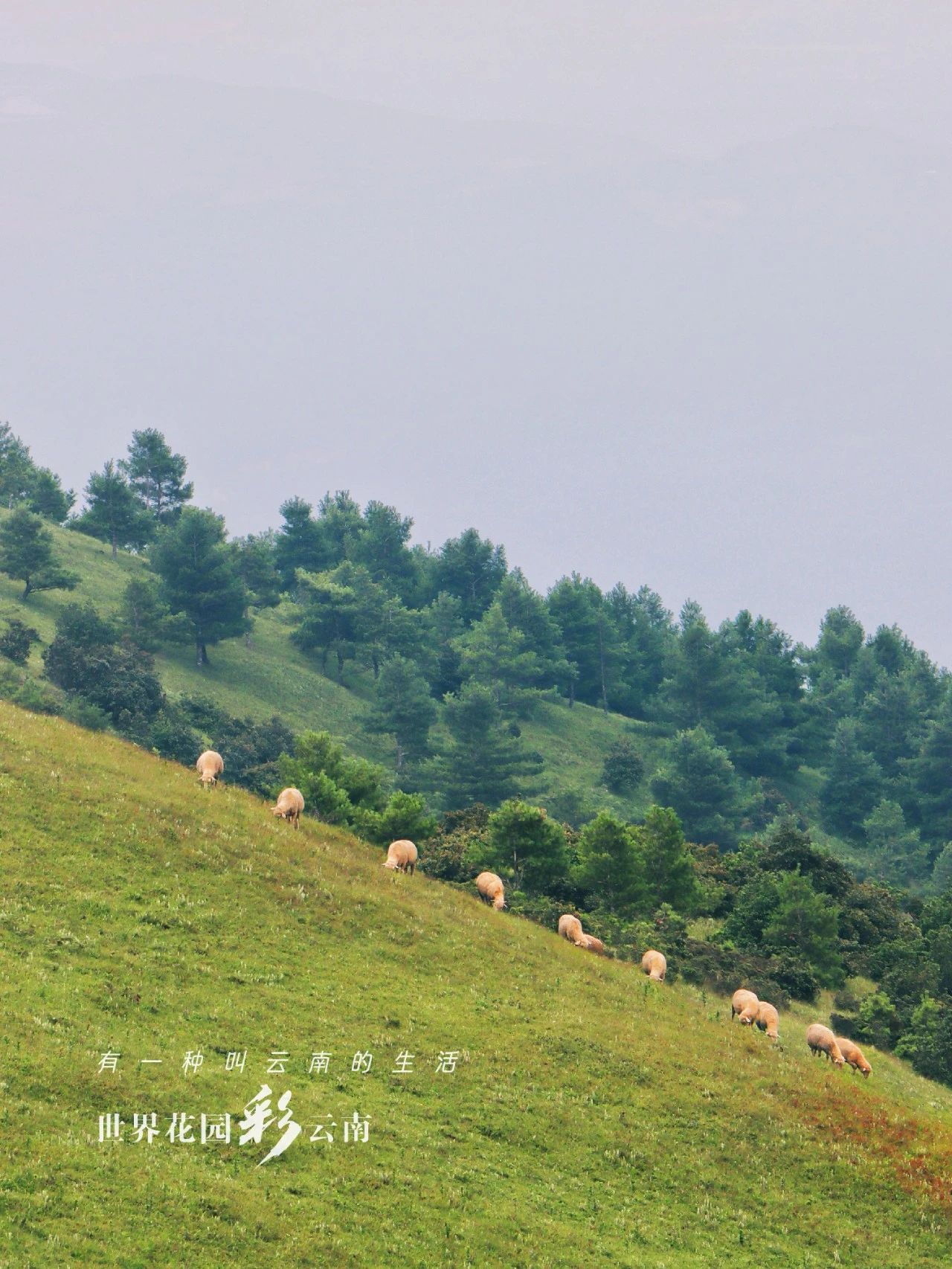云南省文化和旅游厅