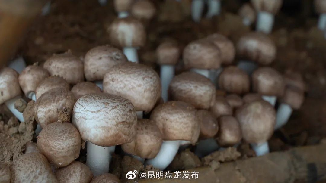 昆明盘龙发布