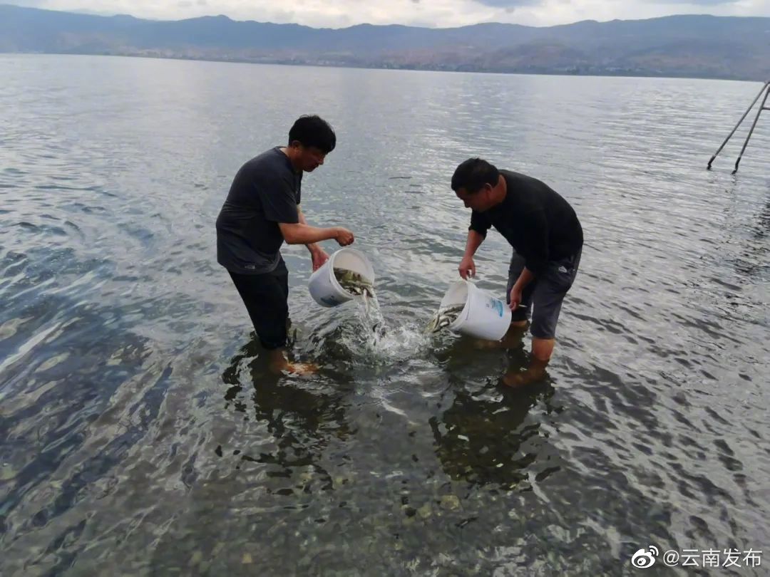 17万尾程海土著鱼“回归”程海