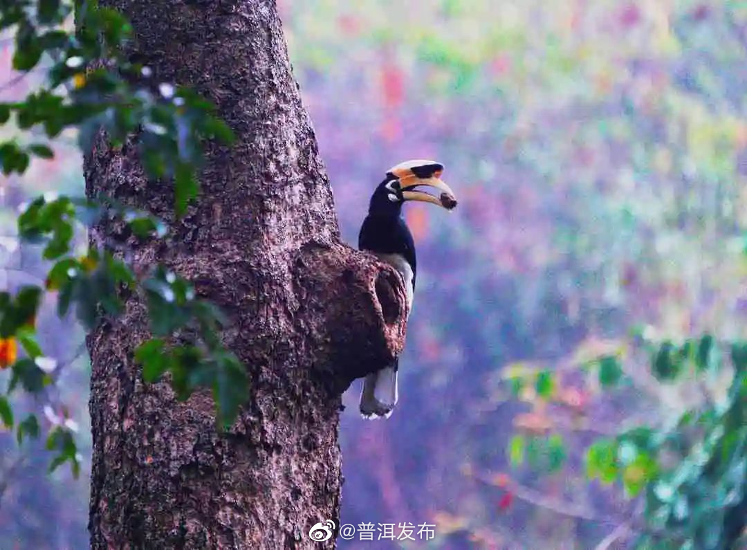 普洱发布