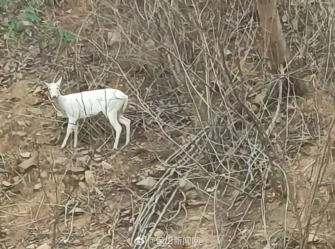 罕见！《山海经》中“飞天遁地”的“瑞兽”首现保山龙陵