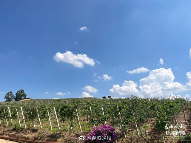 团结兴边看文山｜一颗酸果子的“甜蜜”致富经