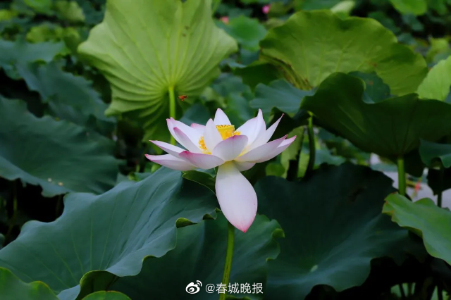 春城晚报