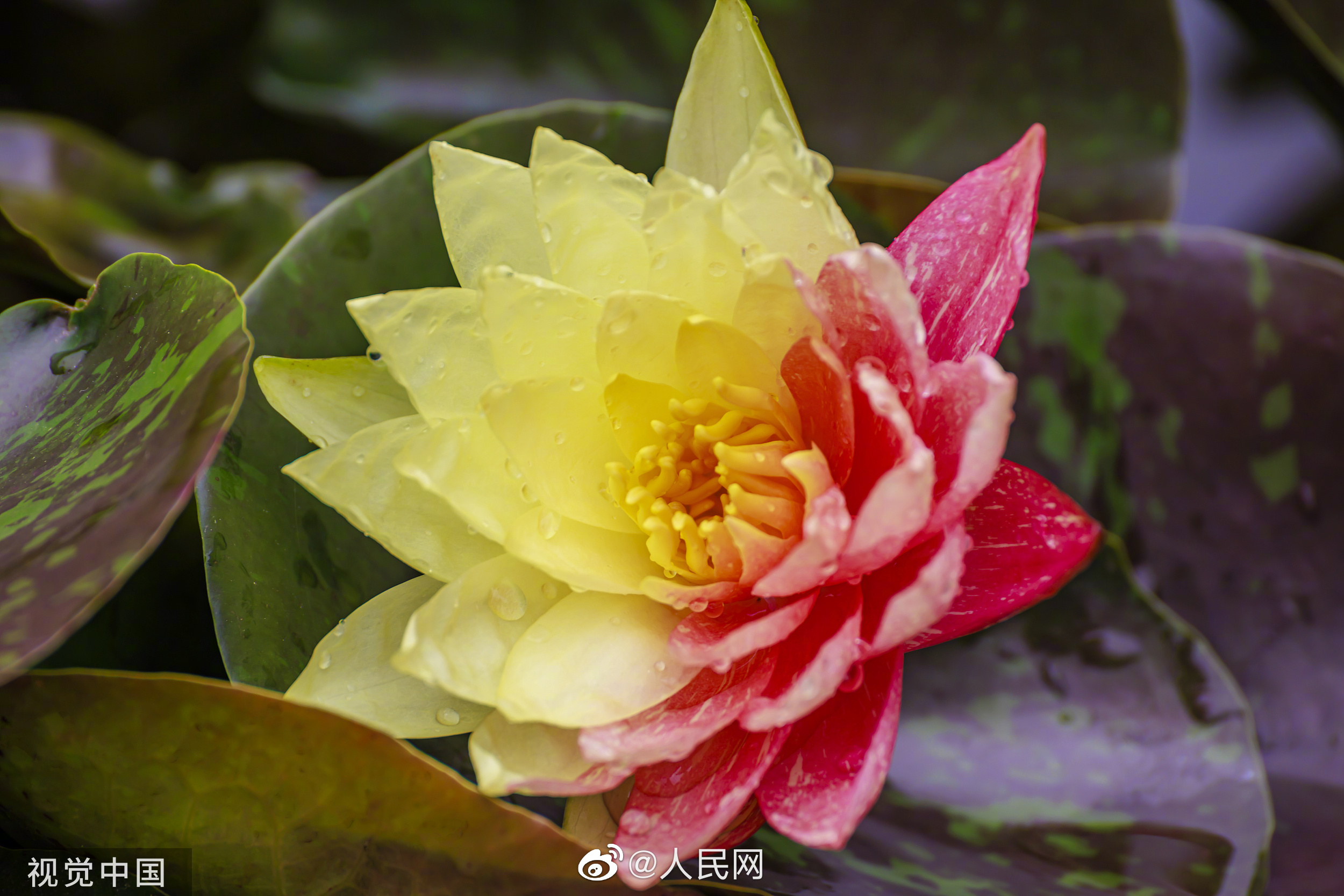 人民网