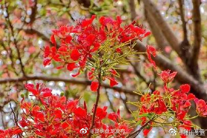 昆明盘龙发布
