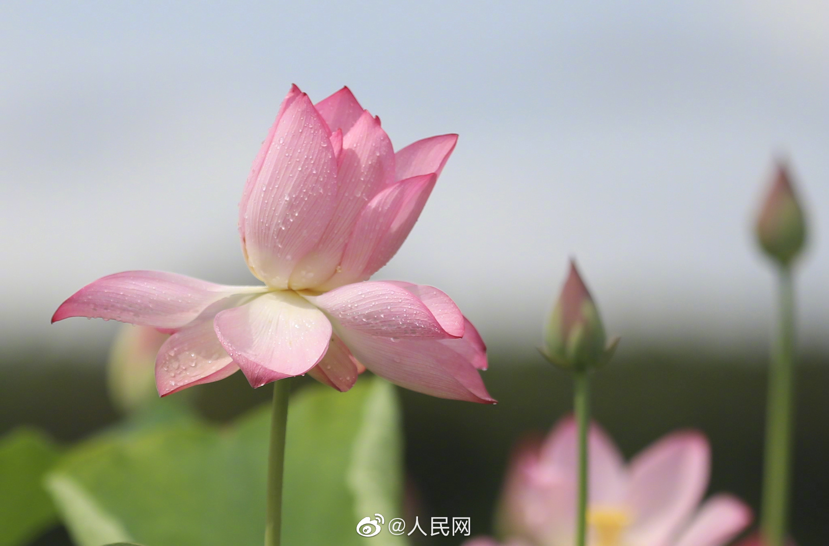 人民网