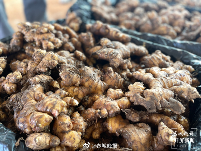 团结兴边看文山｜产业助力打破“姜”局，拓宽群众增收路