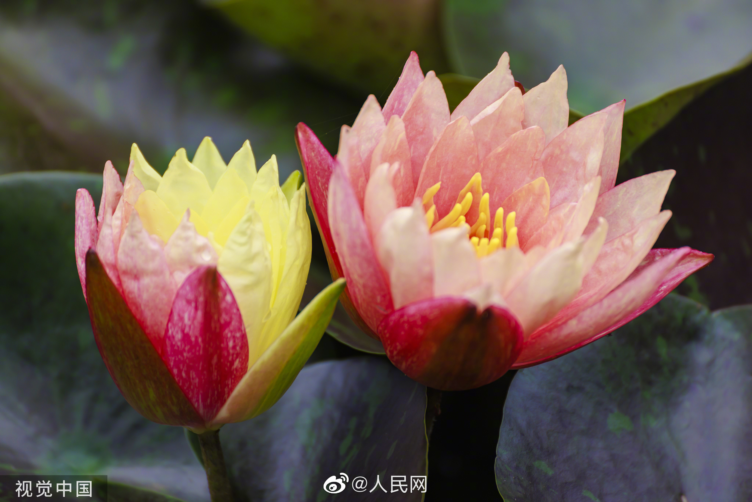 人民网