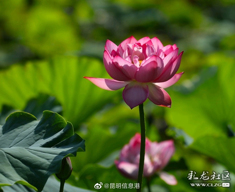 昆明信息港微博