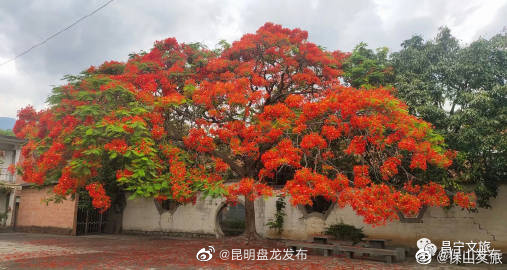 昆明盘龙发布