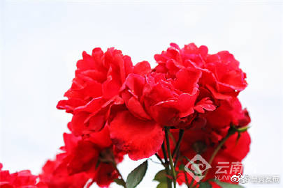 呈贡发布