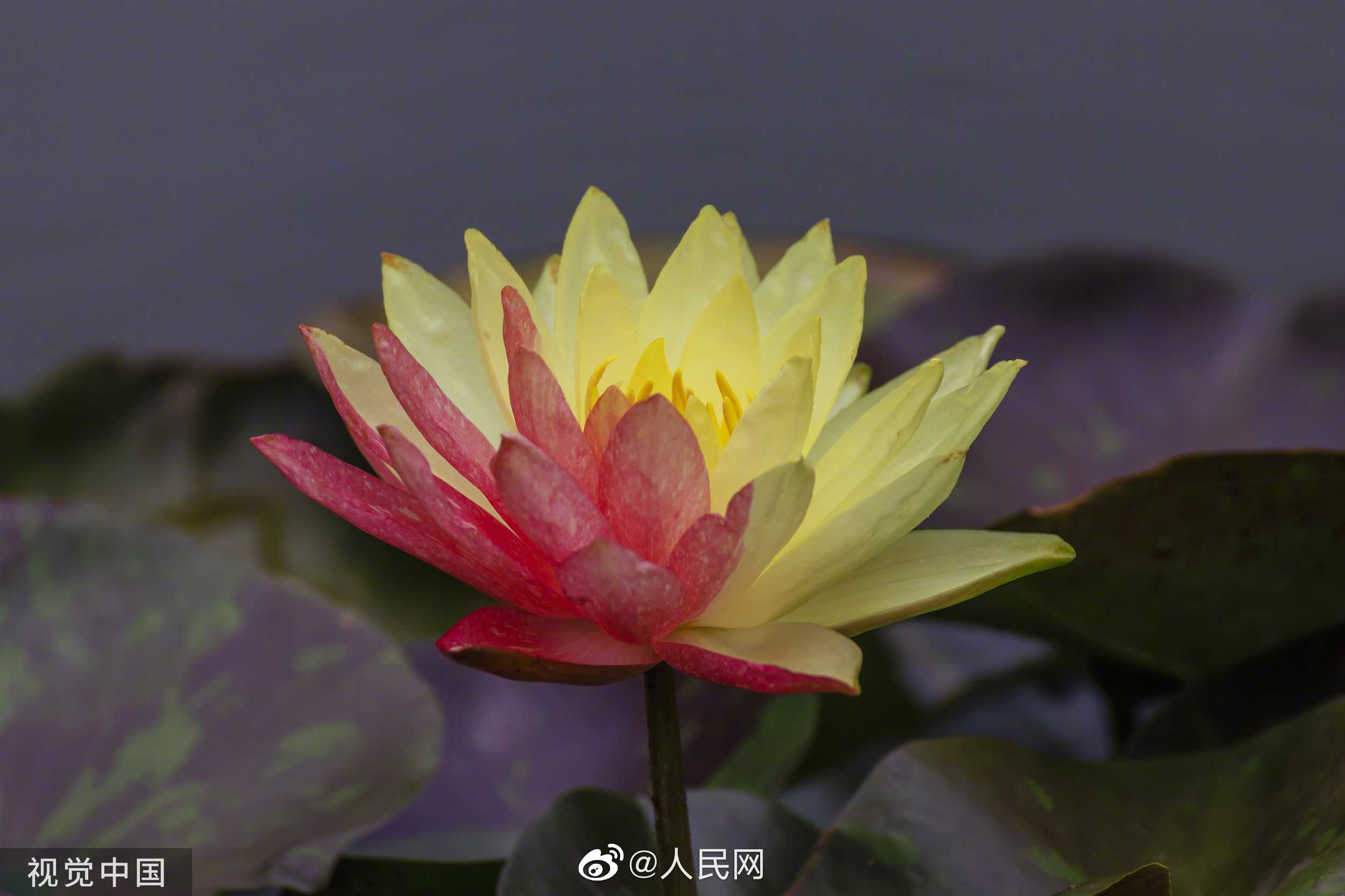 人民网