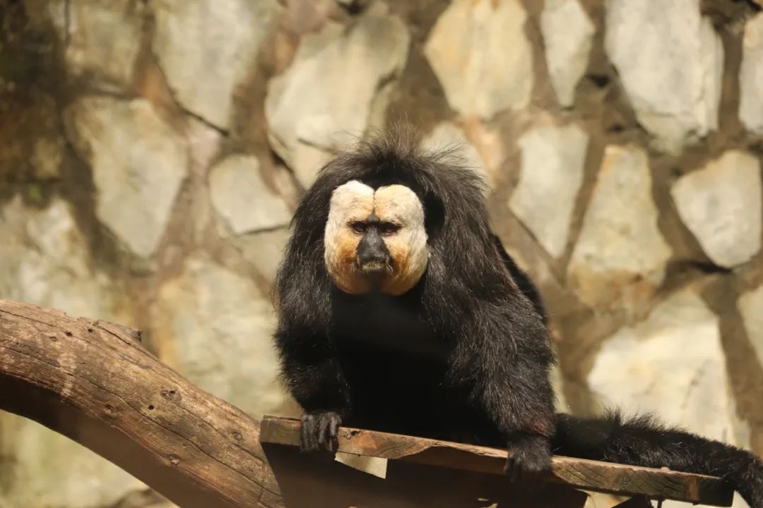 云南野生动物园