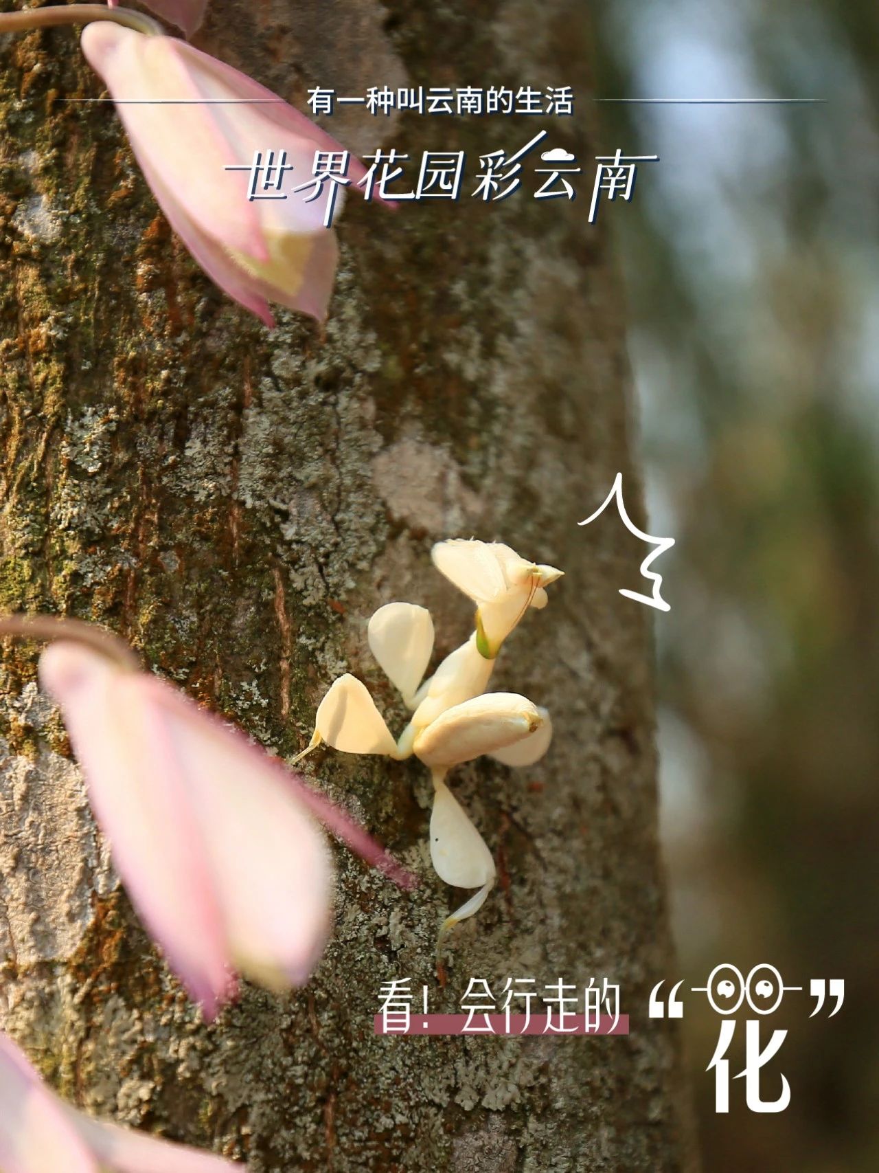 云南省文化和旅游厅
