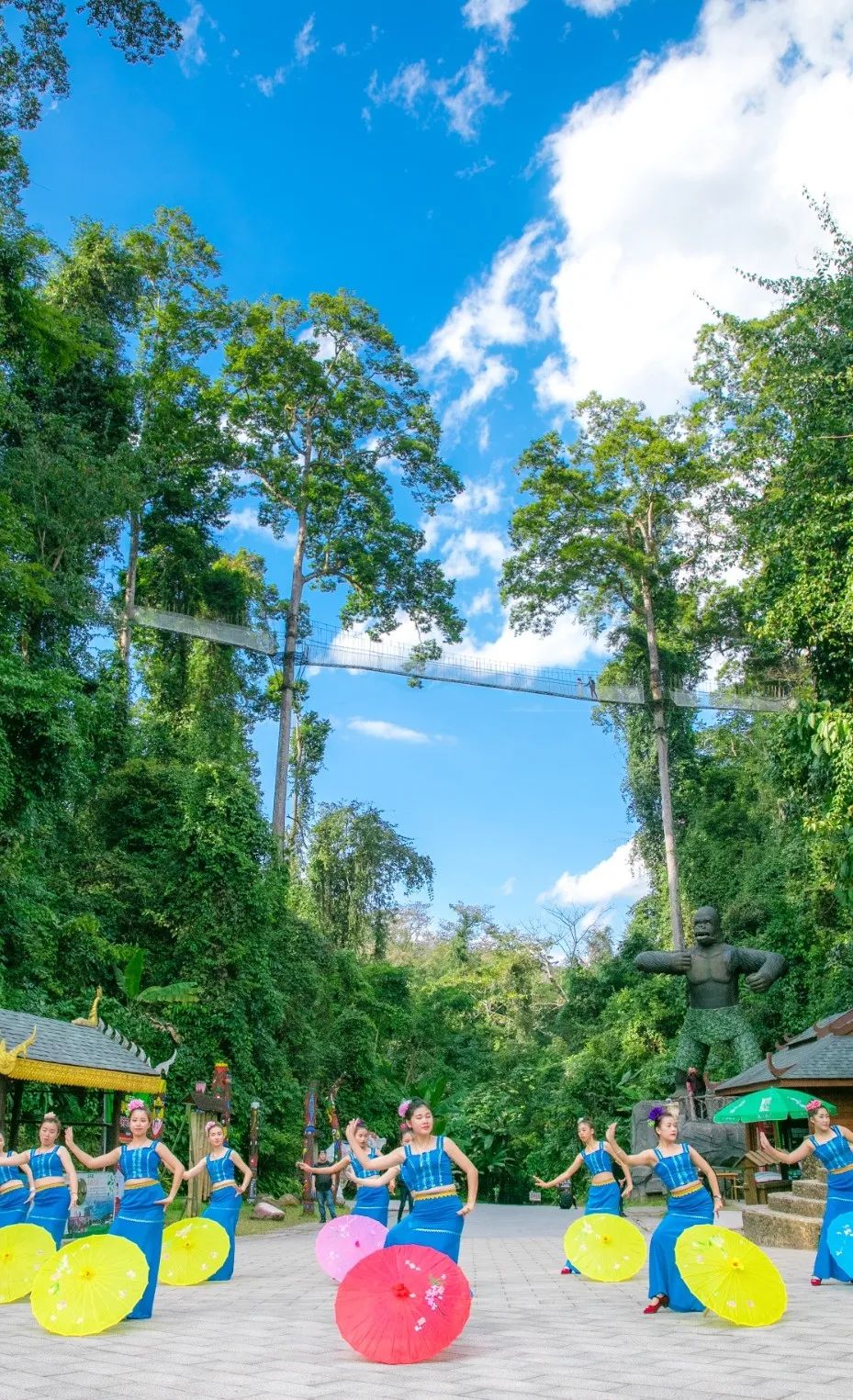 西双版纳望天树景区