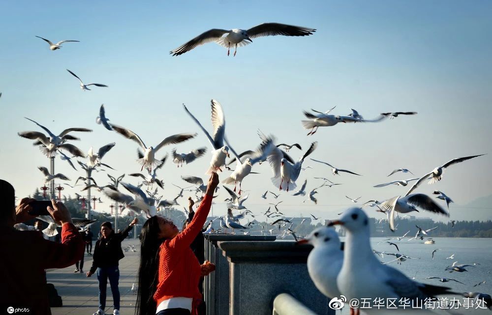 @昆明人 即将听证！观鸥时禁止这6种不文明行为