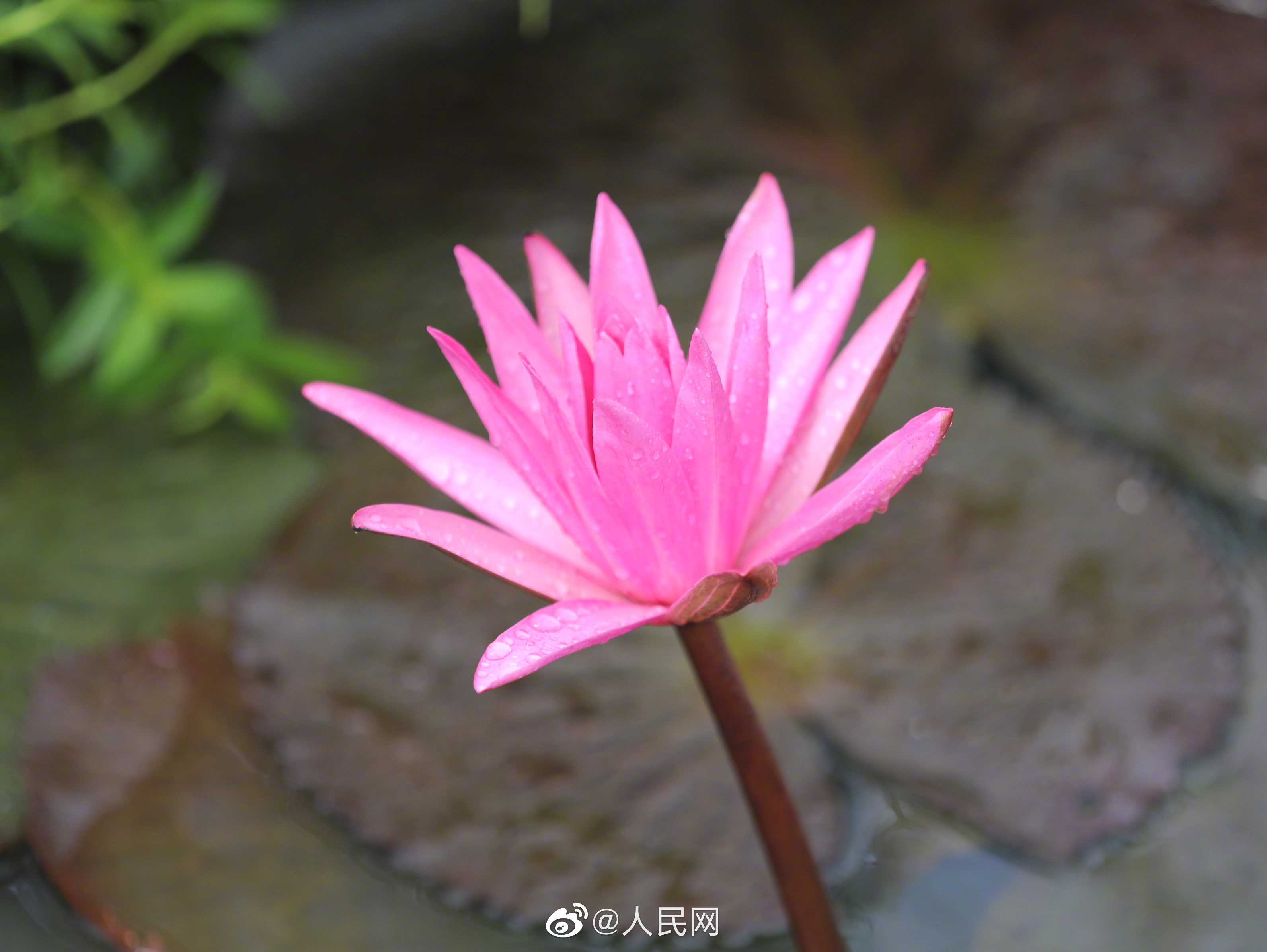 人民网