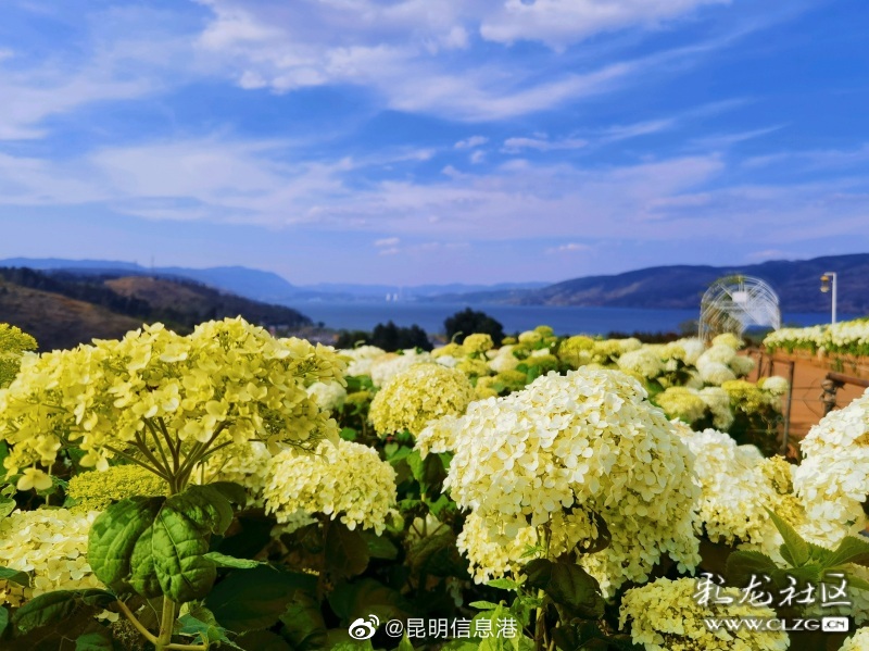 昆明信息港微博