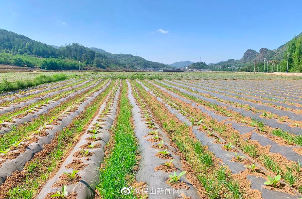 保山新闻网