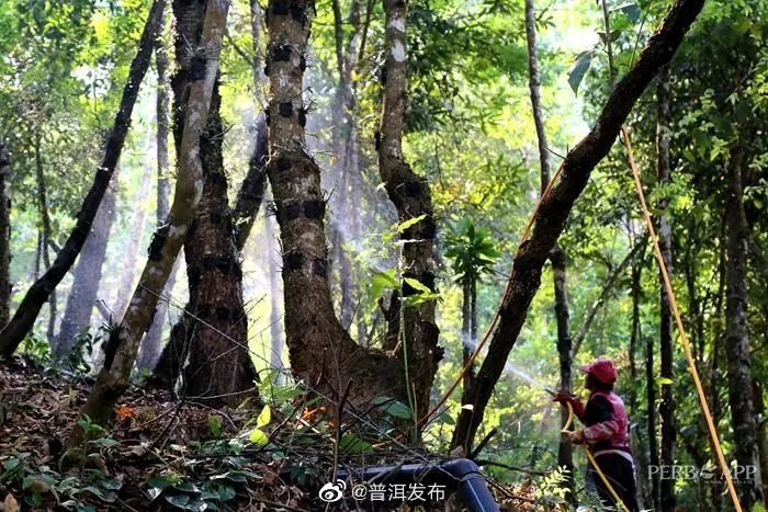 普洱市用好用足资源优势 把资源经济做大做绿做新