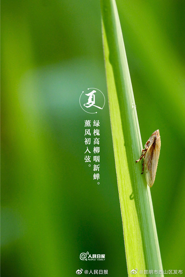 昆明市西山区发布