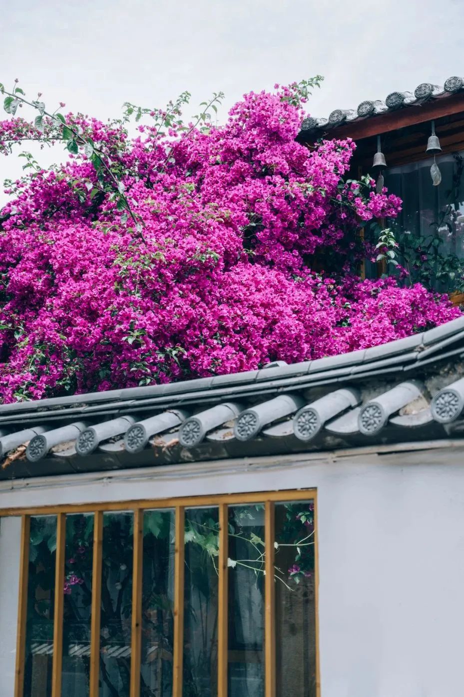 微丽江