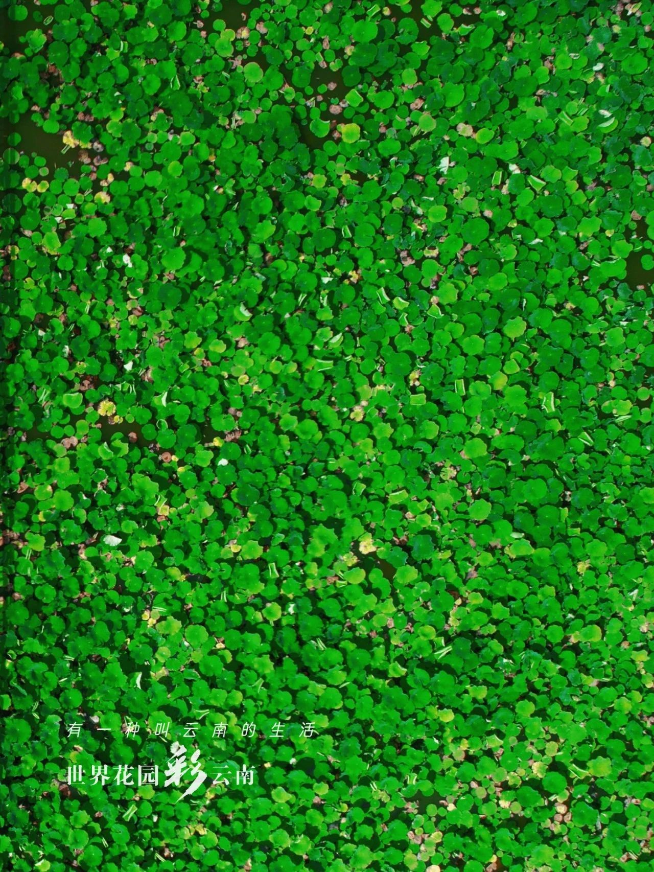 云南省文化和旅游厅