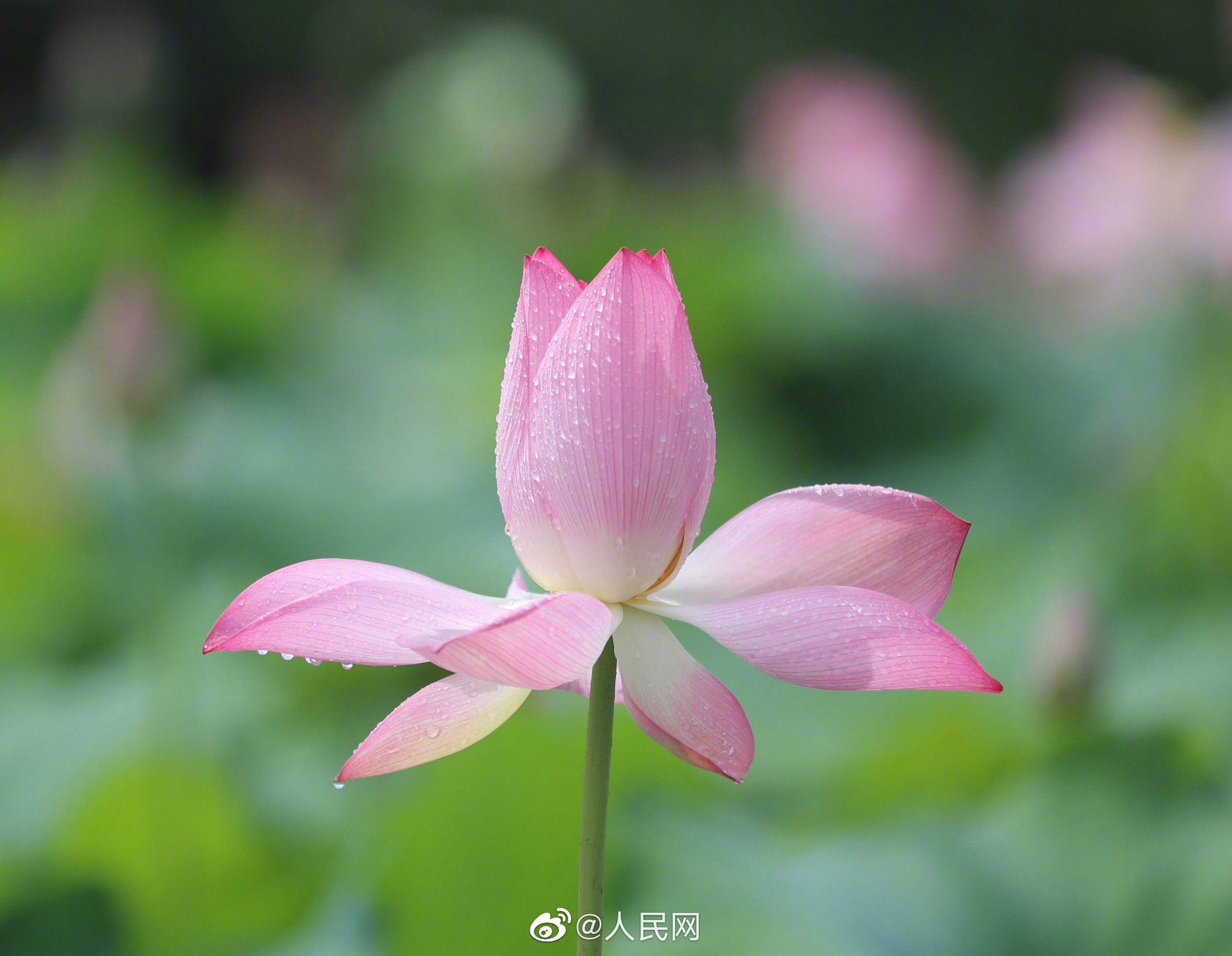 人民网