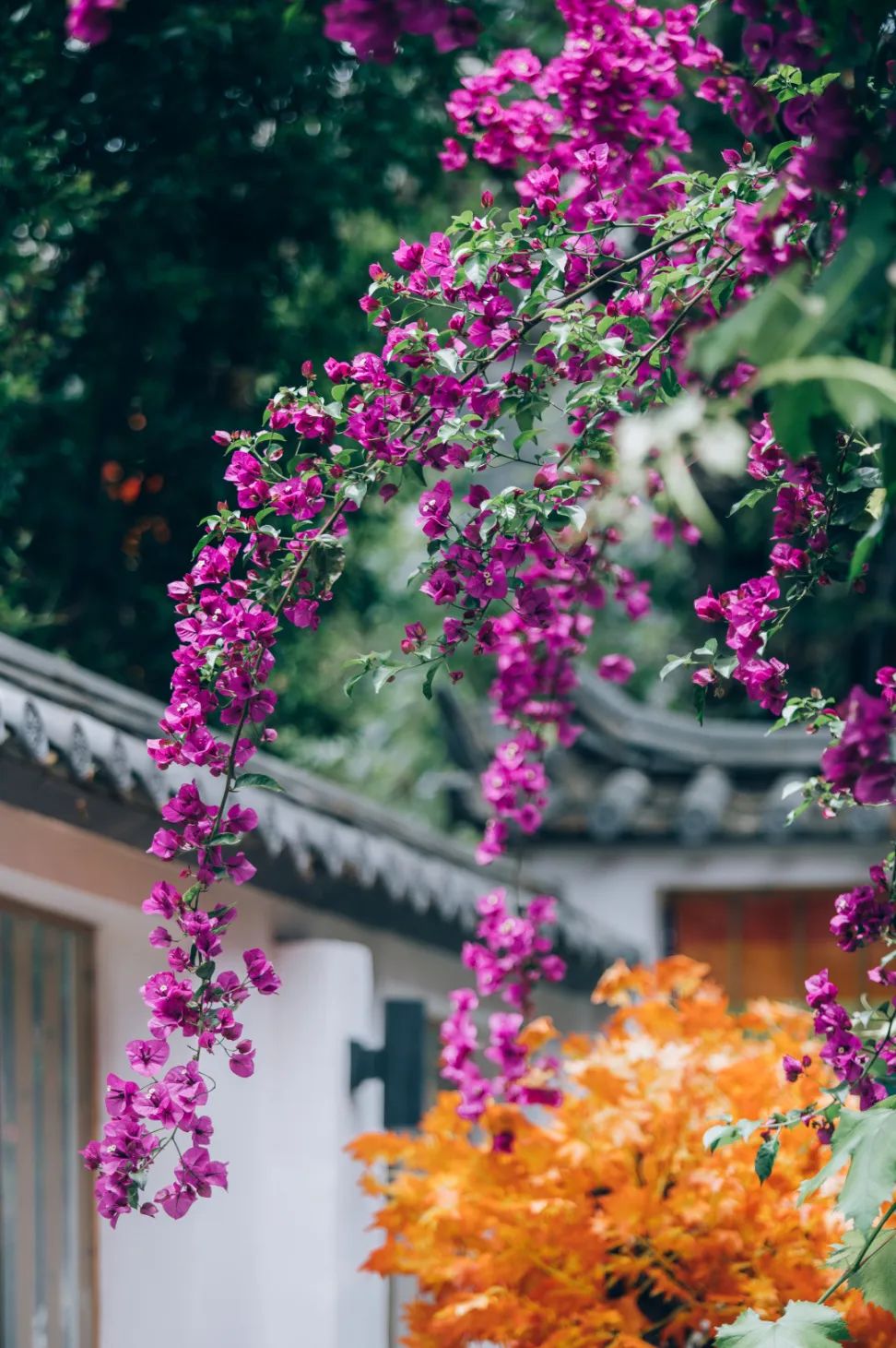 微丽江