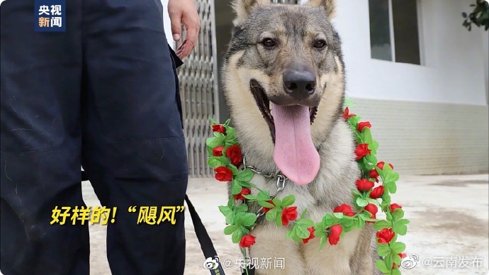 转起！赞！警犬飓风累计缴毒近100公斤