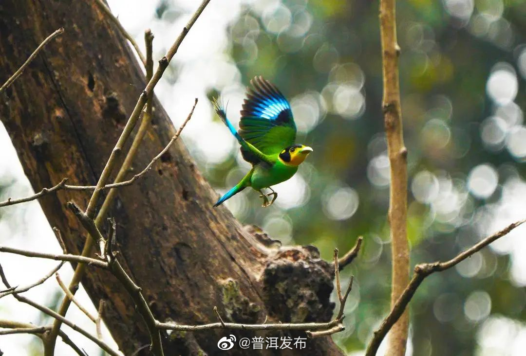 普洱发布