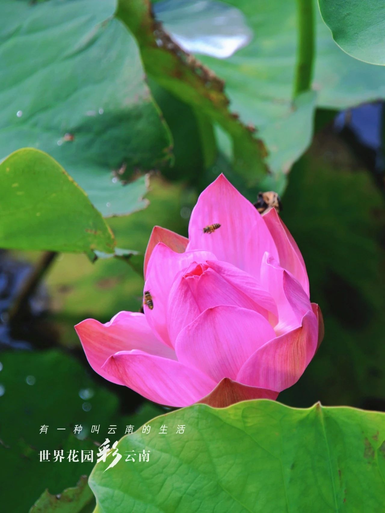 云南省文化和旅游厅