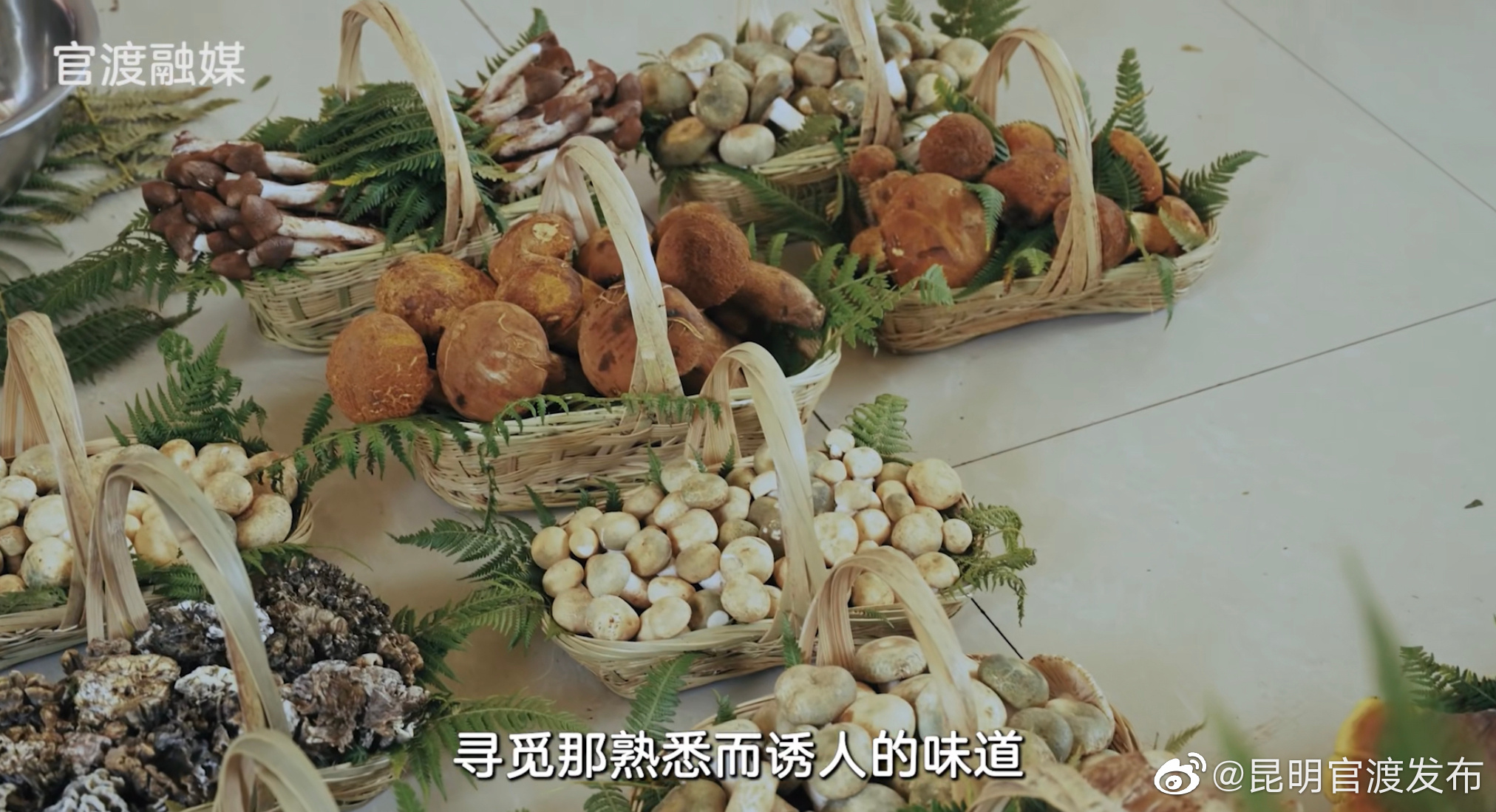 看见官渡:木水花野生菌交易中心