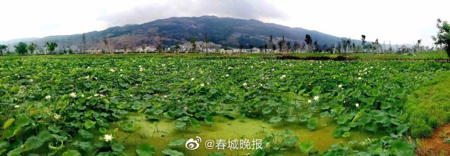 春城晚报