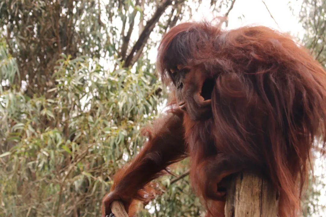 云南野生动物园