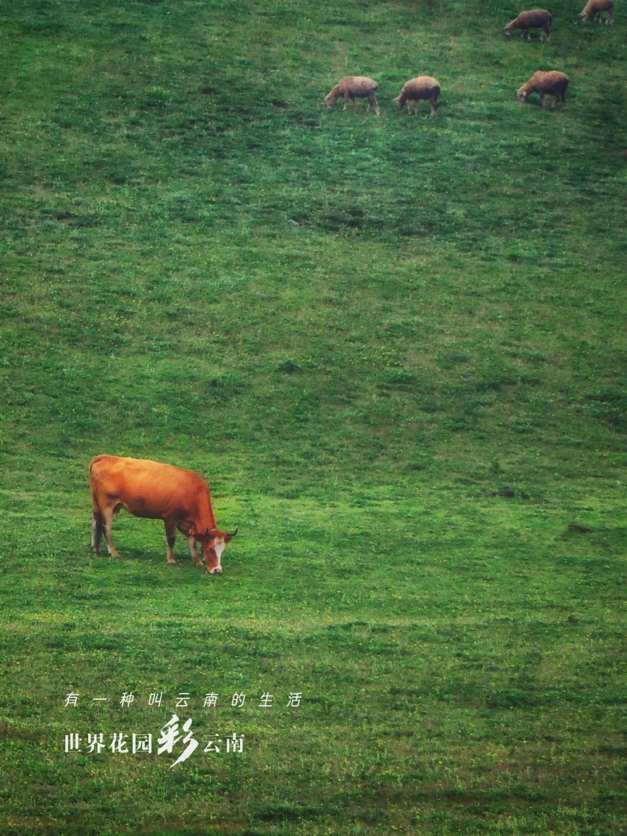 云南省文化和旅游厅