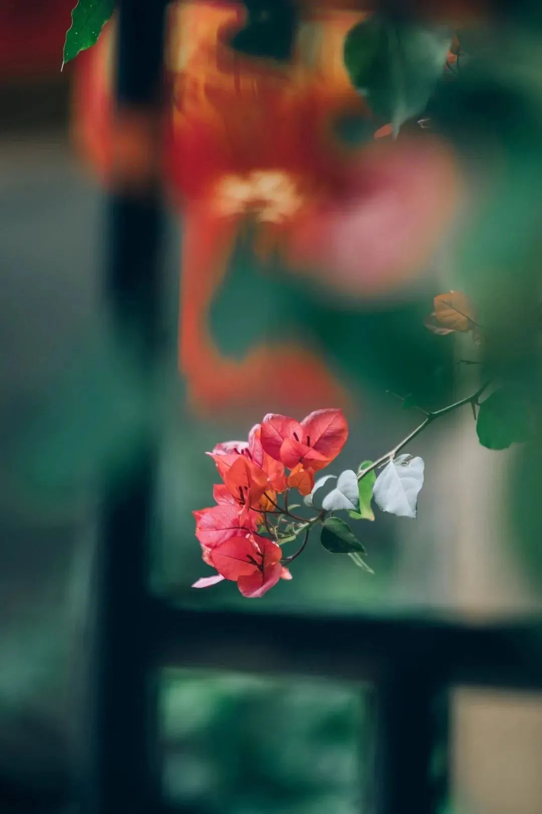 微丽江