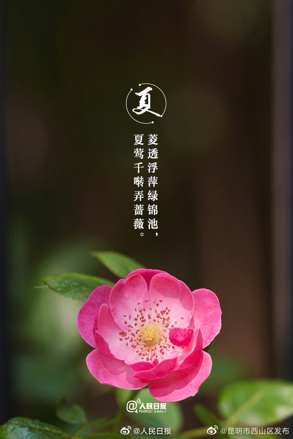 昆明市西山区发布