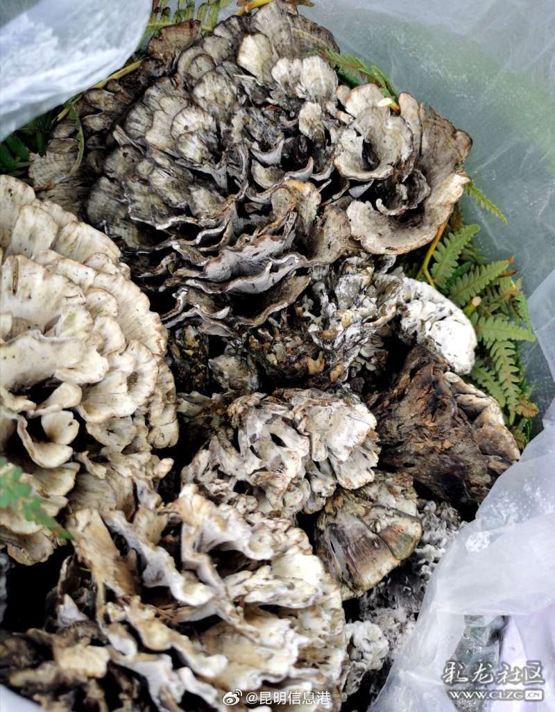 昆明信息港微博