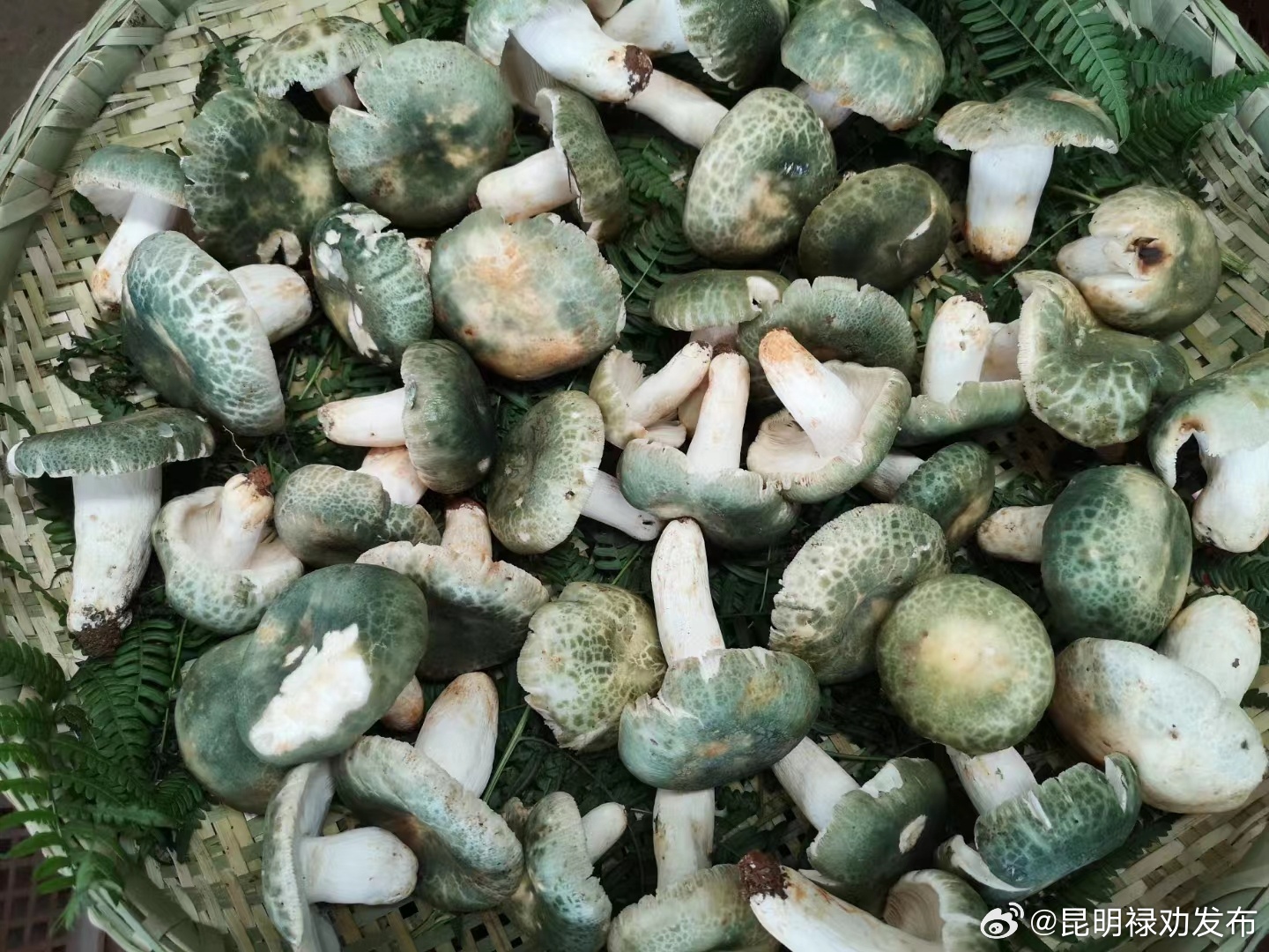 昆明禄劝发布