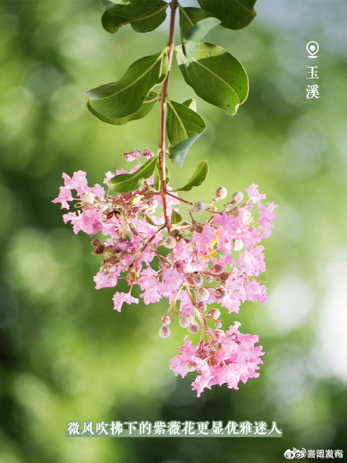 嵩明发布
