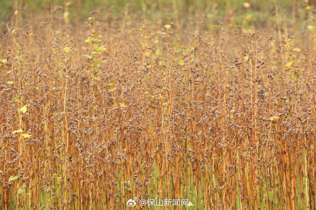 保山新闻网