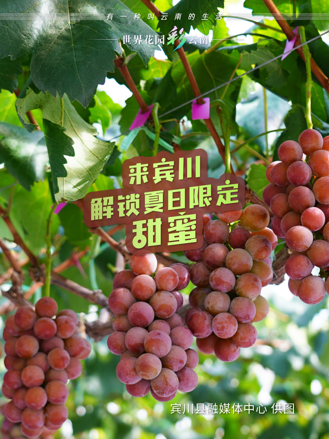 云南省文化和旅游厅
