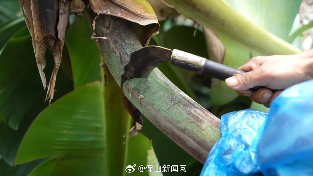 保山新闻网