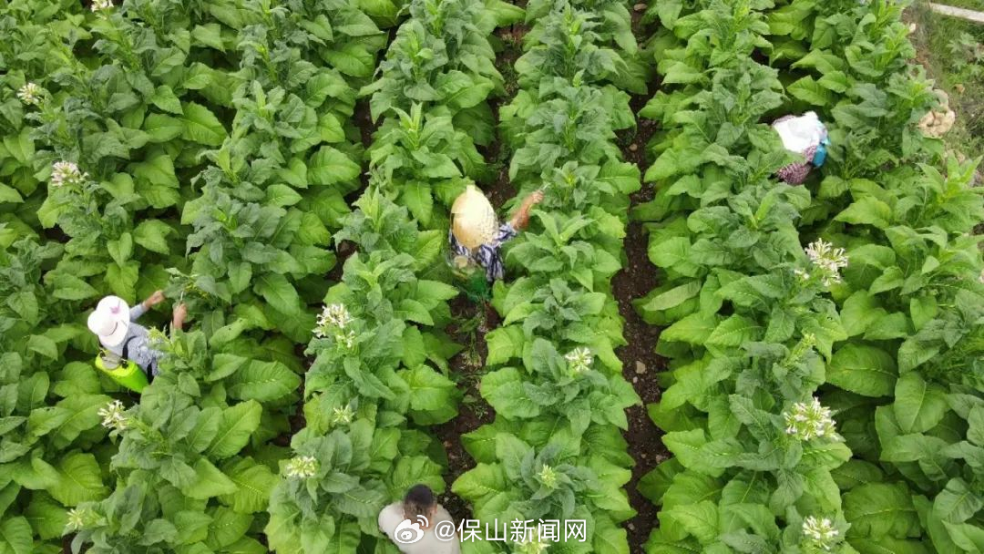 保山新闻网