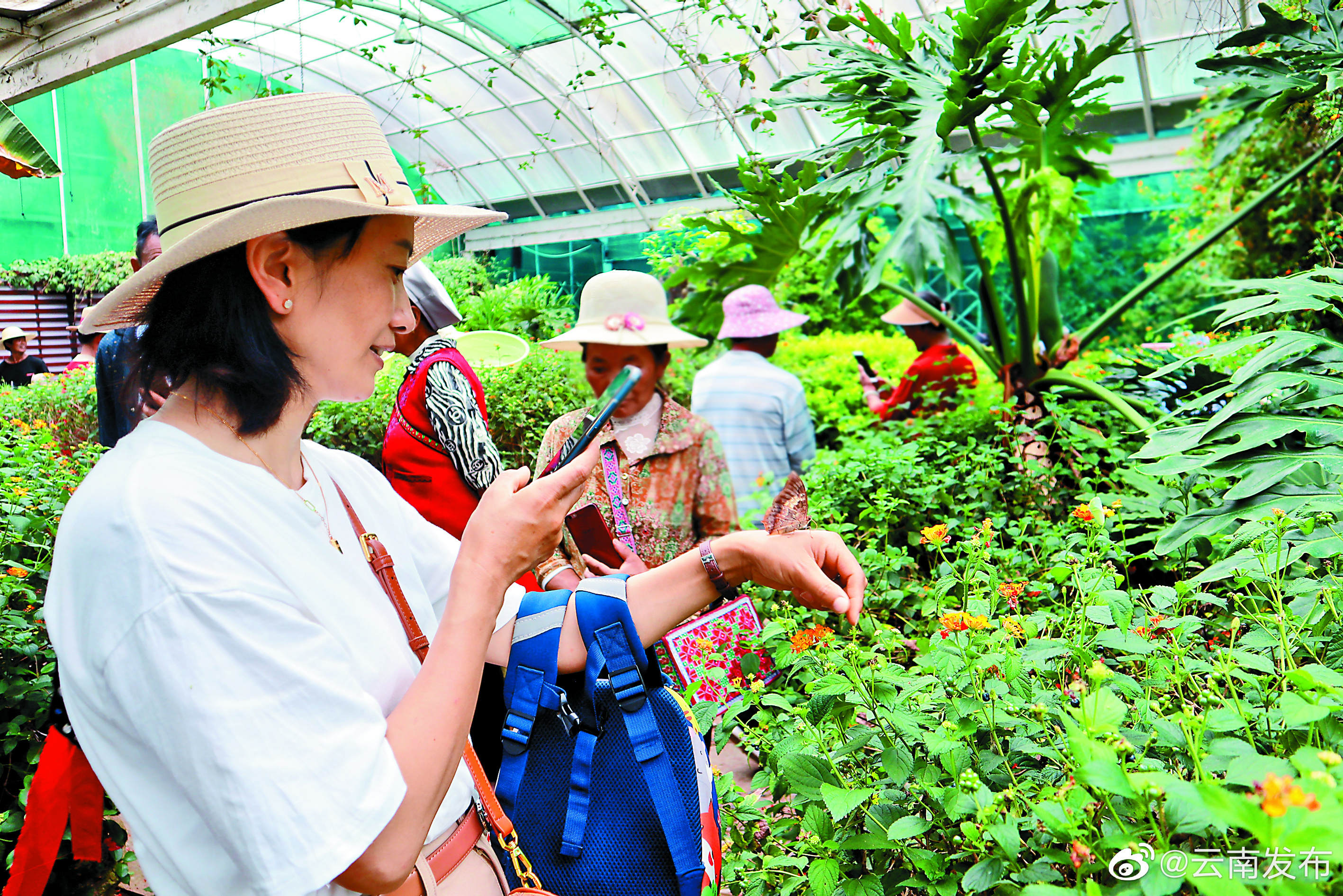 大理文旅市场持续升温