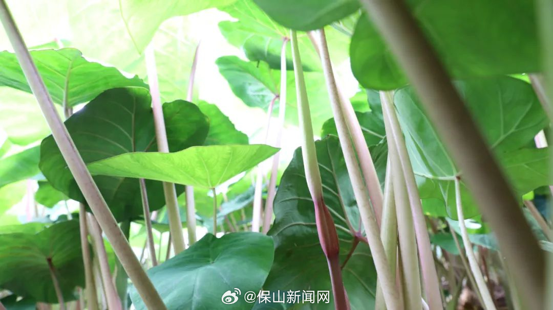 保山新闻网