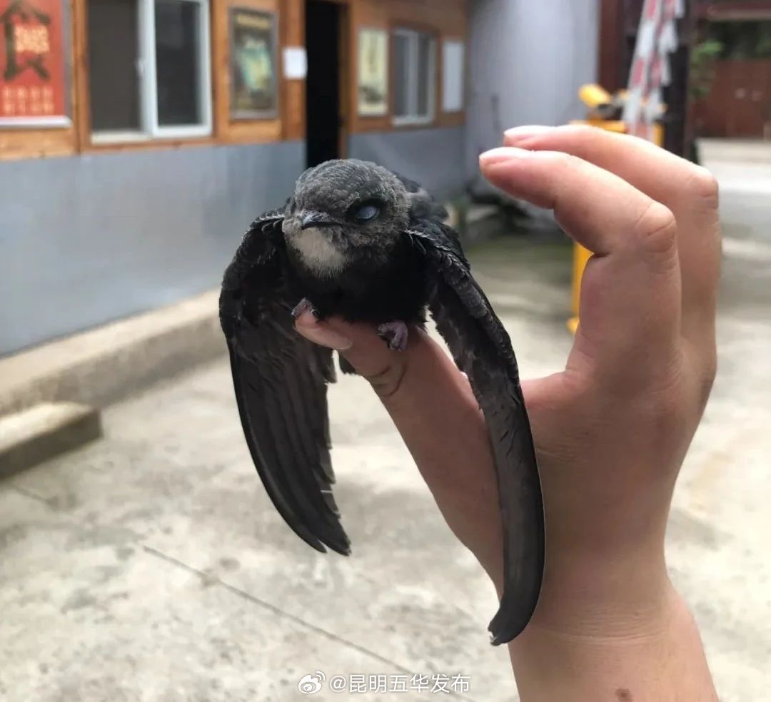 昆明五华发布